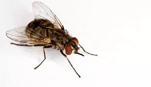 Mosca del Establo
